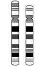 18p.gif