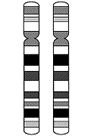 cromosoma_normal.gif