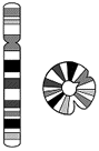 ring18.gif