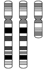 tetrasomy18p.gif